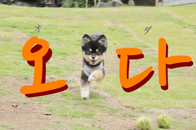 korean-come-oda