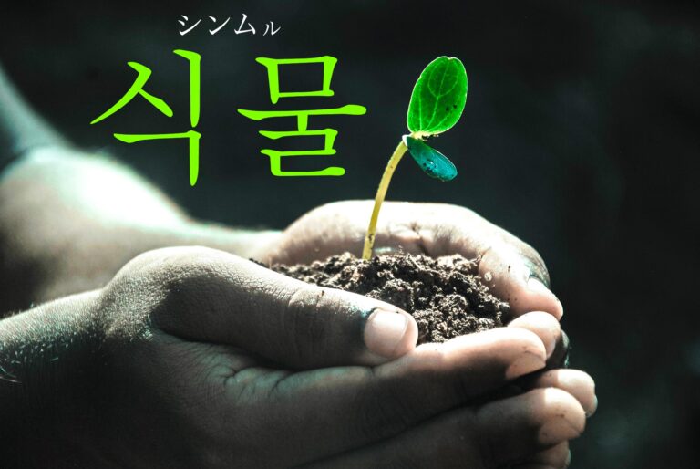 korean-plant-sigmul