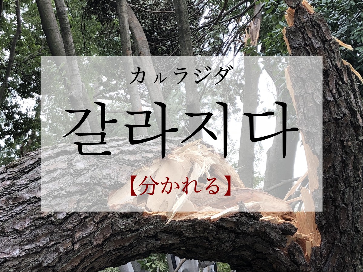 korean-to-separate-gallajida