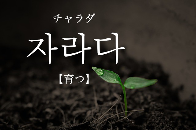 korean-grow-jalada