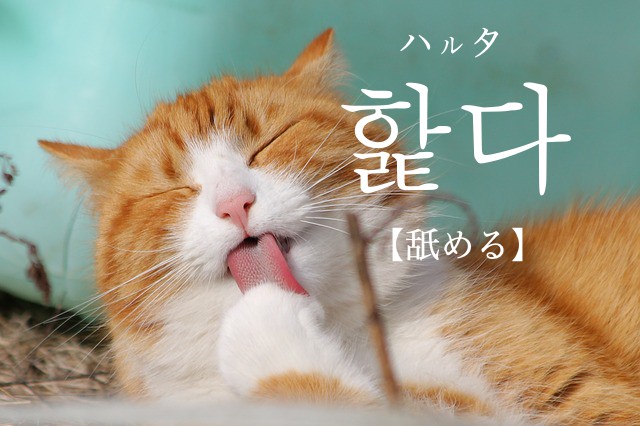 korean-lick-haltda